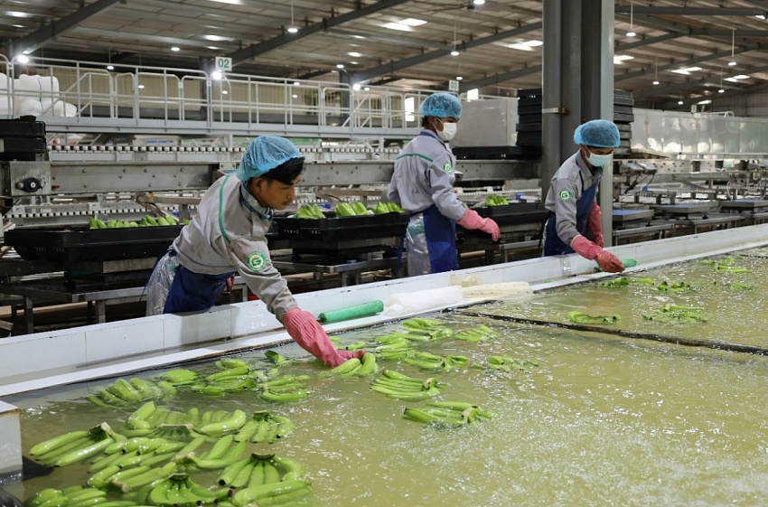 THACO AGRI của ông Trần Bá Dương vận hành xưởng mới, tăng thêm 200 tấn chuối xuất khẩu/ngày