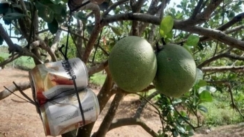 Nông dân Tây Ninh treo lon bia lên vườn bưởi gia đình, ẩn chứa bên trong lại là ‘kho báu’ làm giàu: Hàng xóm khen lợi đôi đường