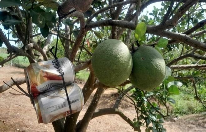 Nông dân Tây Ninh treo lon bia lên vườn bưởi gia đình, ẩn chứa bên trong lại là ‘kho báu’ làm giàu: Hàng xóm khen lợi đôi đường