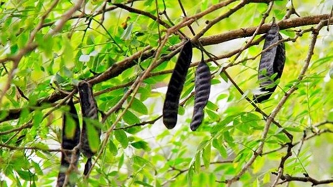 Loại cây tự lớn từng có quá khứ quê mùa, nay lột xác giúp nông dân kiếm tiền tỷ mỗi năm