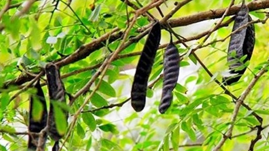 Loại cây tự lớn từng có quá khứ quê mùa, nay lột xác giúp nông dân kiếm tiền tỷ mỗi năm