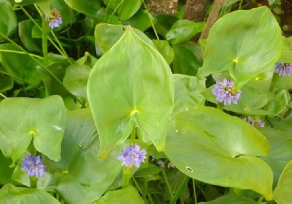 Loại rau mọc dại xưa nhổ vứt đi, nay được ưa chuộng thành đặc sản giá cao chót vót