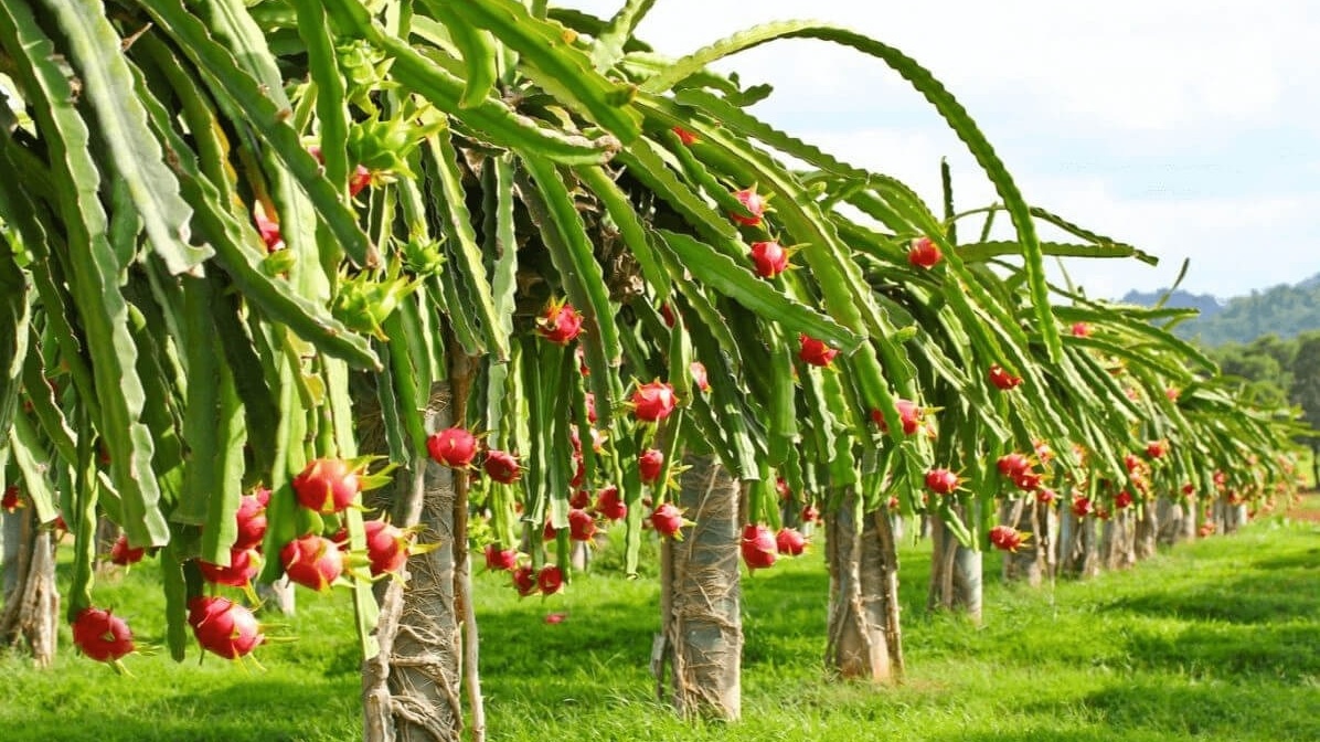 Loại quả đặc sản rớt giá còn 1.500 đồng/kg, nông dân Bình Thuận 'quay xe' trồng cây khác
