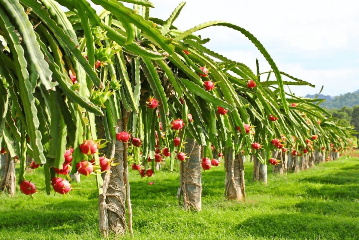 Loại quả đặc sản rớt giá còn 1.500 đồng/kg, nông dân Bình Thuận 'quay xe' trồng cây khác