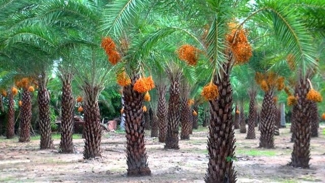 Loại cây quý tộc của Trung Đông trồng thành công tại Việt Nam, giá nửa triệu mỗi ký vẫn đắt như tôm tươi