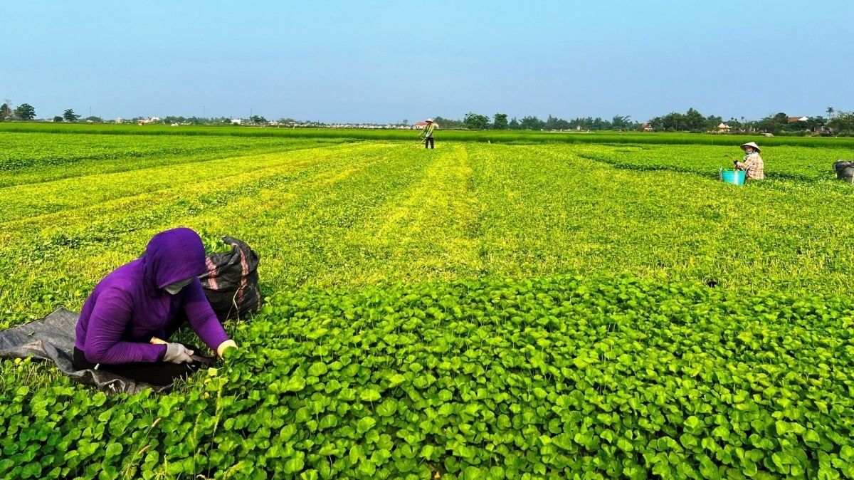 Loại rau là ‘nhân sâm của người nghèo’, giá chỉ 25.000 đồng/kg nhưng nhiều công dụng, thích hợp giải nhiệt mùa hè