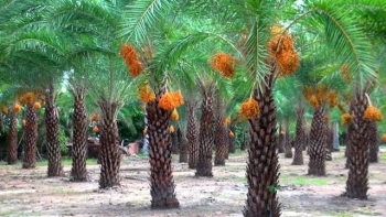 Loại cây quý tộc của Trung Đông trồng thành công tại Việt Nam, giá nửa triệu mỗi ký vẫn đắt như tôm tươi