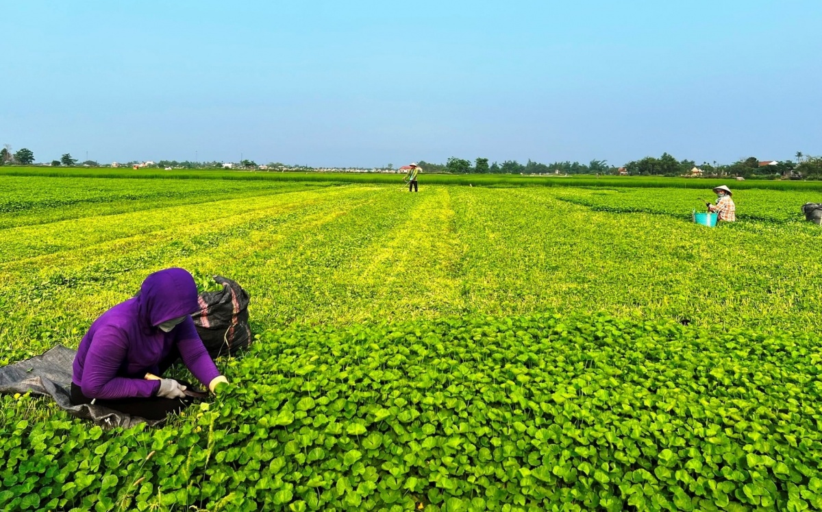 Loại rau là ‘nhân sâm của người nghèo’, giá chỉ 25.000 đồng/kg nhưng nhiều công dụng, thích hợp giải nhiệt mùa hè