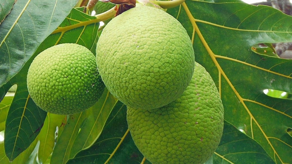 Ở Việt Nam bán mấy chục, sang Trung Quốc loại quả này lột xác thành đặc sản giá hơn 1 triệu đồng/quả