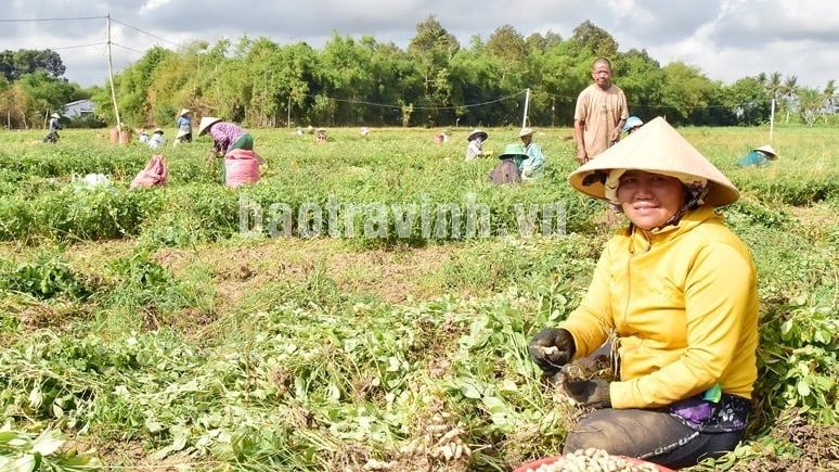 Nông dân Trà Vinh trồng thứ cây ra củ vùi xuống đất, bán đến đâu thương lái Trung Quốc gom sạch: Ước tính đạt 650 tỷ/năm