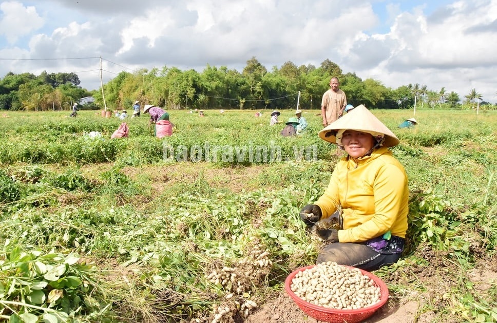 Nông dân Trà Vinh trồng thứ cây ra củ vùi xuống đất, bán đến đâu thương lái Trung Quốc gom sạch: Ước tính đạt 650 tỷ/năm