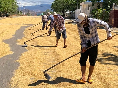 Tại sao nông dân Cẩm Bình phải giấu lúa trong nhà?