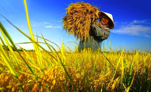 Tại sao nông dân Cẩm Bình phải giấu lúa trong nhà?