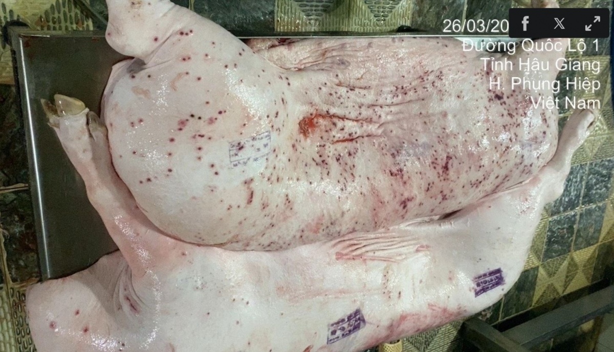 Cục Chăn nuôi và Thú y xác nhận dấu kiểm dịch vuông trên heo bệnh của C.P. Việt Nam bị đóng sai