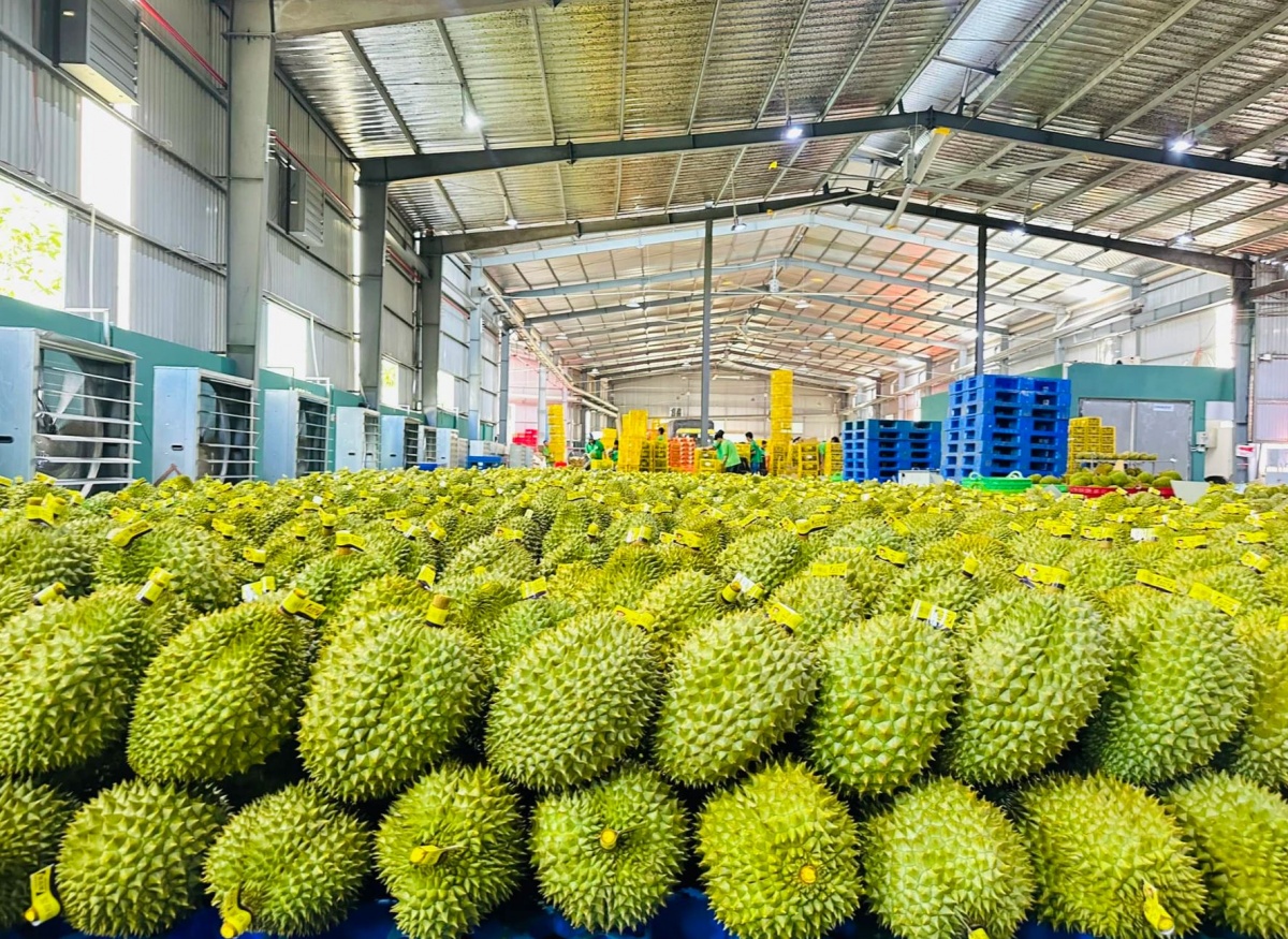 Ngành hàng của Việt Nam số 2 Đông Nam Á, top 15 thế giới về xuất khẩu đang thúc đẩy tái cấu trúc mạnh mẽ để thích ứng thị trường khó tính