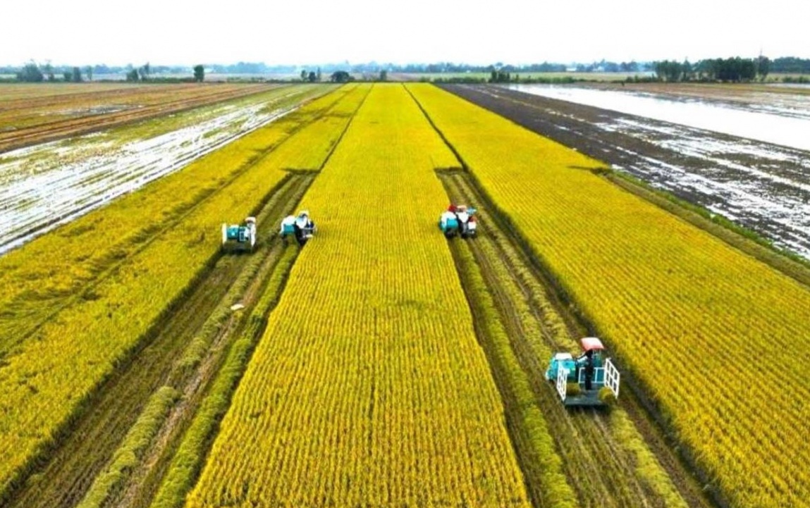 Giảm giá mạnh nhưng xuất khẩu gạo Việt vẫn vững bước: Định hướng mới với gạo phát thải thấp