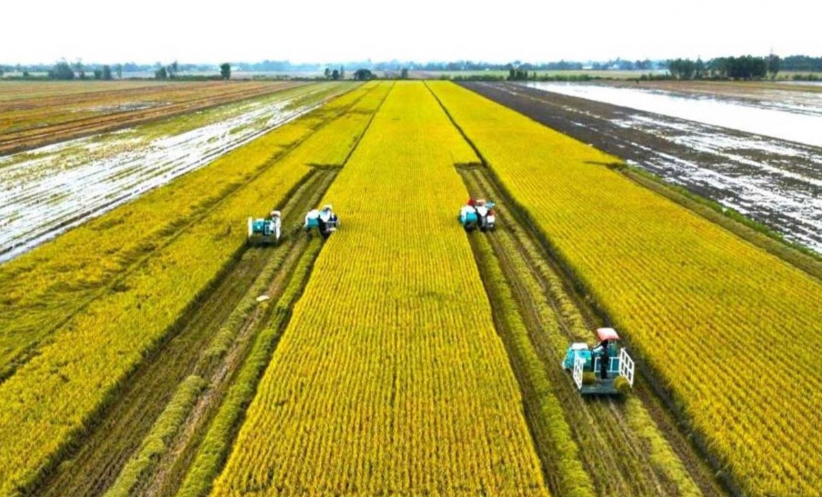 Giảm giá mạnh nhưng xuất khẩu gạo Việt vẫn vững bước: Định hướng mới với gạo phát thải thấp