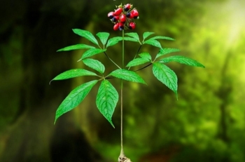 Dược liệu quý hiếm được THACO đặc biệt chú ý