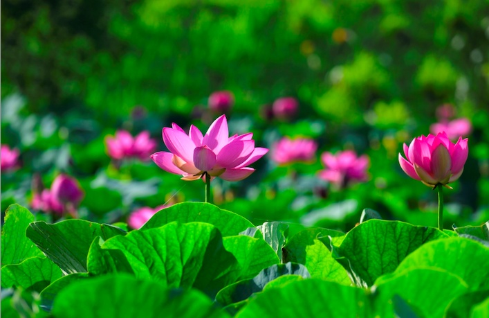 Từ bỏ lúa, nông dân Sóc Trăng trồng thứ ‘nở ra là có tiền’, mỗi ngày thu 10 triệu đồng