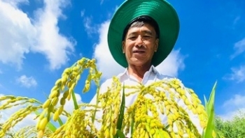 Từ bỏ lúa, nông dân Sóc Trăng trồng thứ ‘nở ra là có tiền’, mỗi ngày thu 10 triệu đồng
