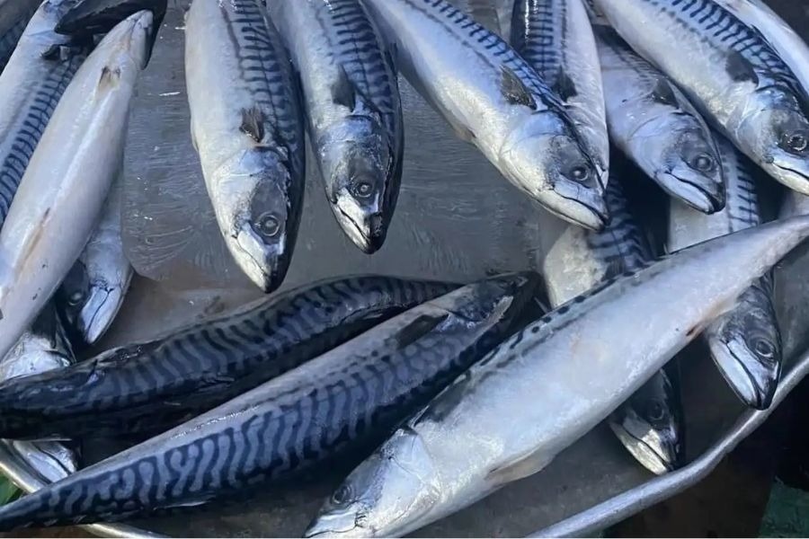 Loại cá người Nhật có thể ăn 3 bữa/ngày, ngon bổ rẻ hơn cá hồi, bắt đầu được người tiêu dùng Việt chú ý