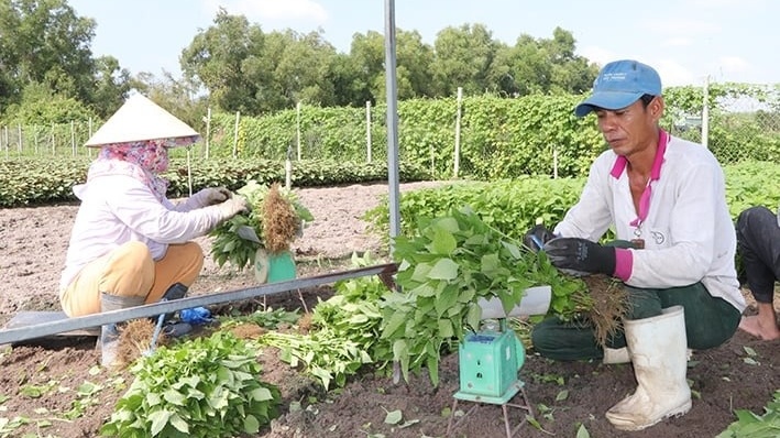 Nông dân Bà Rịa-Vũng Tàu cắt phăng cây lúa để làm giàu nhờ loại rau ‘thơm ngát’: Thu hoạch đến đâu thương lái gom sạch, cả vùng giờ không còn ai nghèo