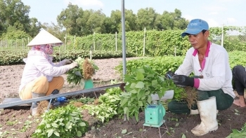 Nông dân Bà Rịa-Vũng Tàu cắt phăng cây lúa để làm giàu nhờ loại rau ‘thơm ngát’: Thu hoạch đến đâu thương lái gom sạch, cả vùng giờ không còn ai nghèo