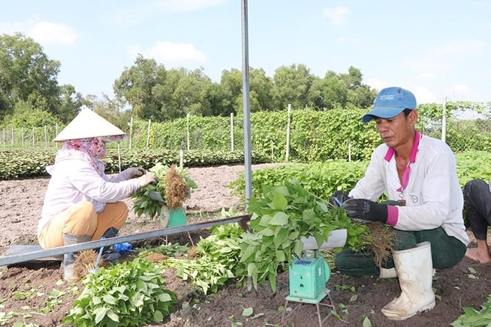 Nông dân Bà Rịa-Vũng Tàu cắt phăng cây lúa để làm giàu nhờ loại rau ‘thơm ngát’: Thu hoạch đến đâu thương lái gom sạch, cả vùng giờ không còn ai nghèo
