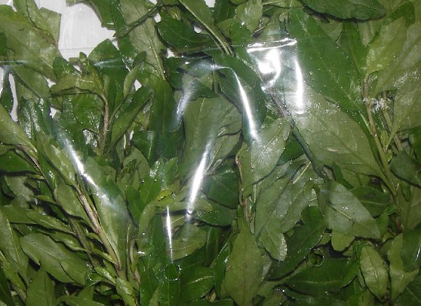 Loại rau tên lạ lùng, xưa làm hàng rào tưởng không ăn được nay 'lên đời' thành đặc sản: Được săn đón ở thành phố, giá cao ngỡ ngàng