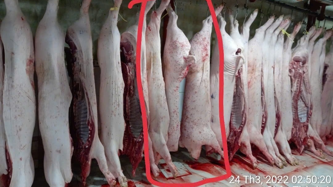 Thêm hình ảnh thịt heo bất thường tại lò mổ C.P vừa được tung ra, dư luận tiếp tục rúng động