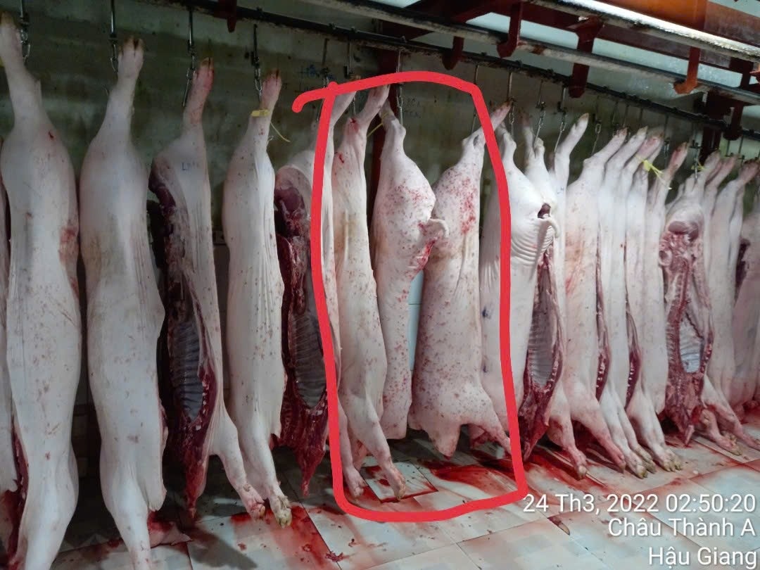 Thêm hình ảnh thịt heo bất thường tại lò mổ C.P vừa được tung ra, dư luận tiếp tục rúng động