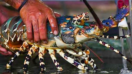 Không phải tôm hùm, đây mới là siêu thực phẩm canxi bán đầy chợ
