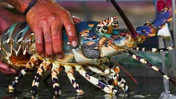 Không phải tôm hùm, đây mới là siêu thực phẩm canxi bán đầy chợ