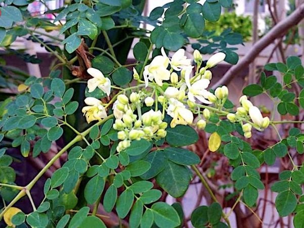 Loại rau bình dân chợ Việt bán 30.000 đồng/kg, công dụng chống oxy hóa ăn đứt trà xanh