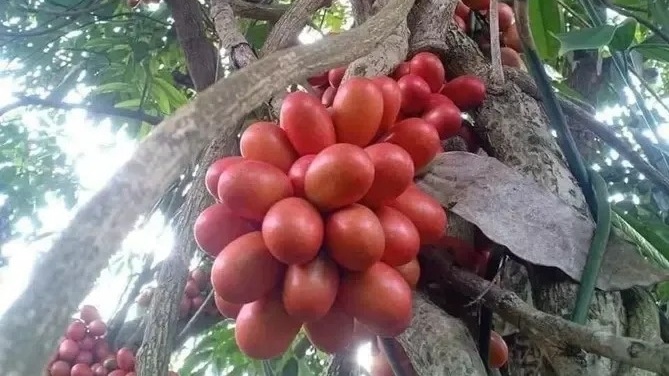 Loại quả mọc hoang được người Việt ăn chơi, nay dân Trung lùng mua với giá tới 500.000 đồng/kg