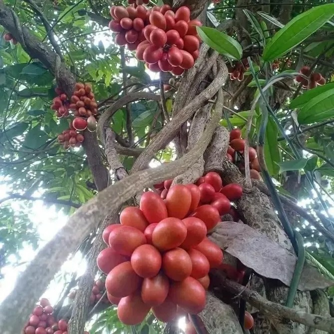 Loại quả mọc hoang được người Việt ăn chơi, nay dân Trung lùng mua với giá tới 500.000 đồng/kg