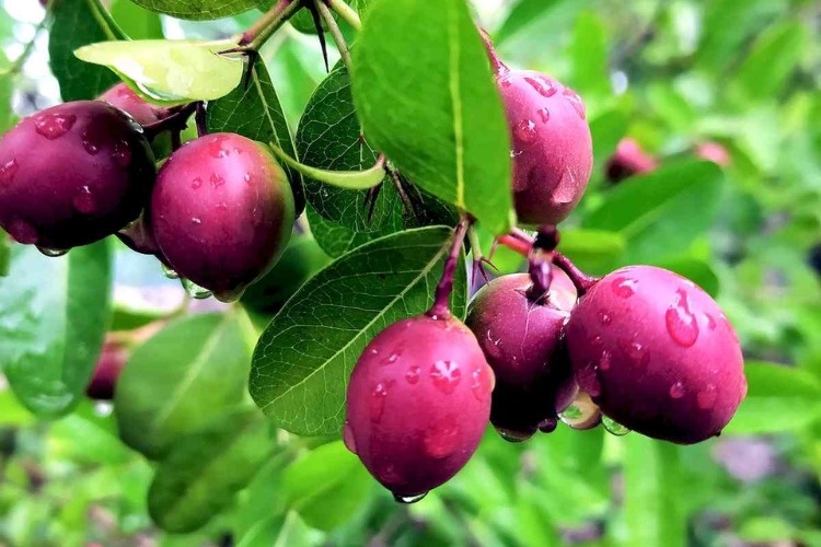 Loại quả mọc hoang được người Việt ăn chơi, nay dân Trung lùng mua với giá tới 500.000 đồng/kg
