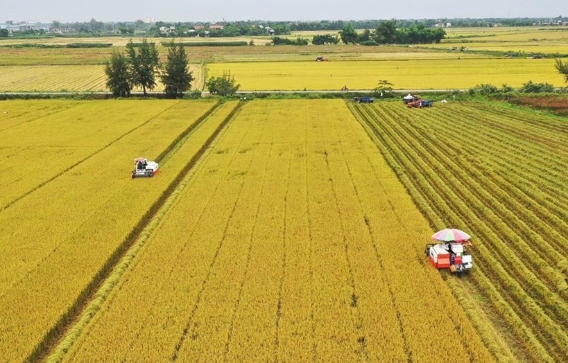 Một lô hàng 500 tấn vừa được xuất sang Nhật Bản: Việt Nam là nước đầu tiên trên thế giới làm được điều này