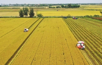 Một lô hàng 500 tấn vừa được xuất sang Nhật Bản: Việt Nam là nước đầu tiên trên thế giới làm được điều này