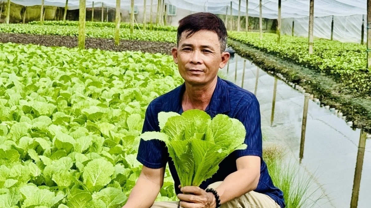 Nông dân Cần Thơ thoát nghèo ngoạn mục, thu nhập 50 triệu/tháng nhờ trồng thứ rau trong nhà kính: Nhiều người đua nhau đến học hỏi