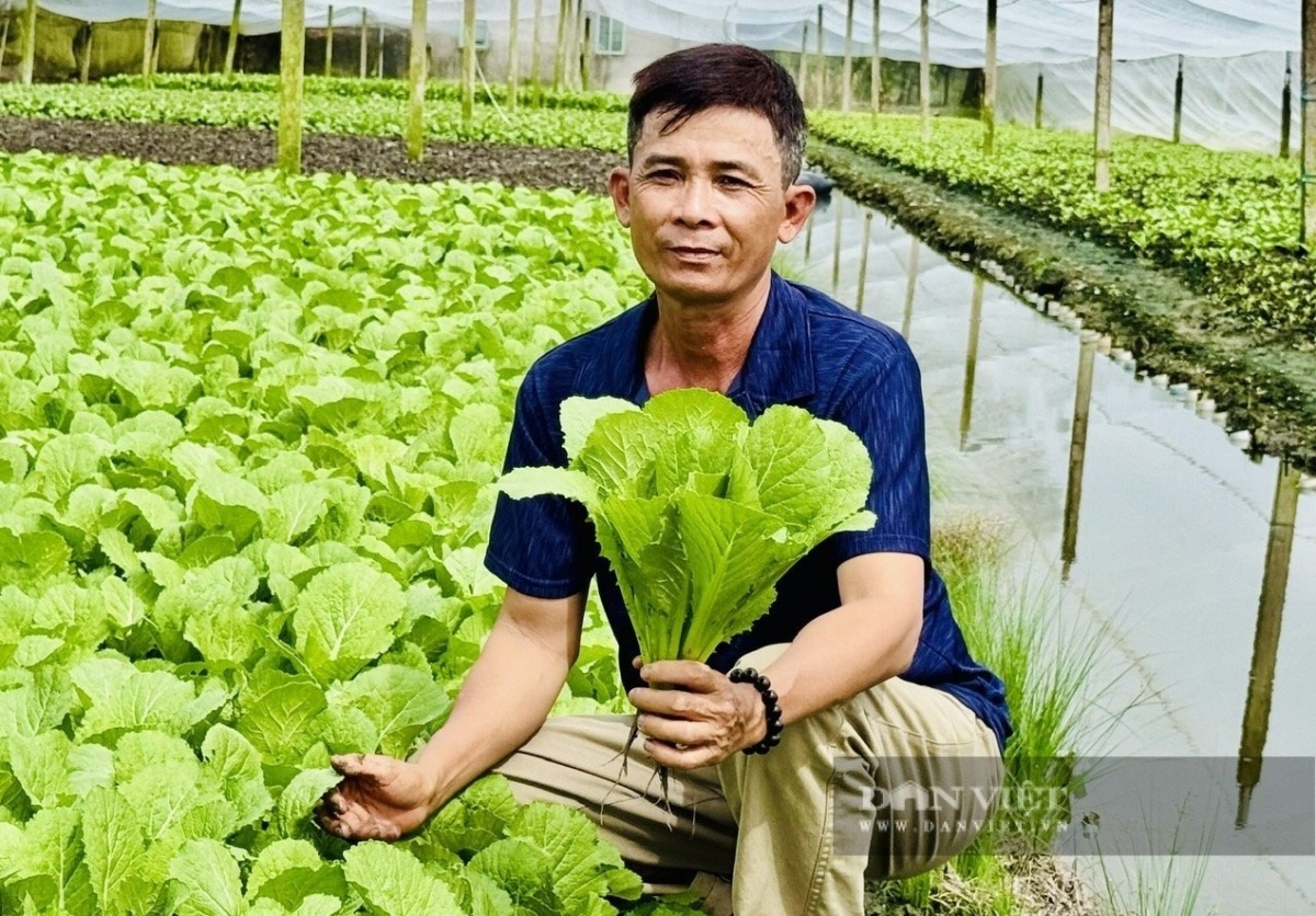 Nông dân Cần Thơ thoát nghèo ngoạn mục, thu nhập 50 triệu/tháng nhờ trồng thứ rau trong nhà kính: Nhiều người đua nhau đến học hỏi
