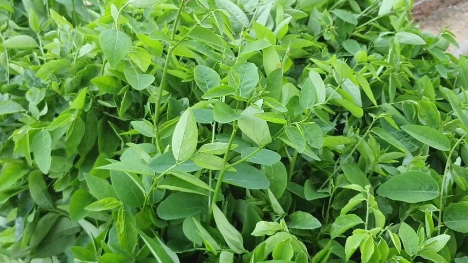 Loại rau bán khắp chợ Việt, giá từ 5.000 đồng/bó mà chứa sắt nhiều gấp 7 lần thịt bò