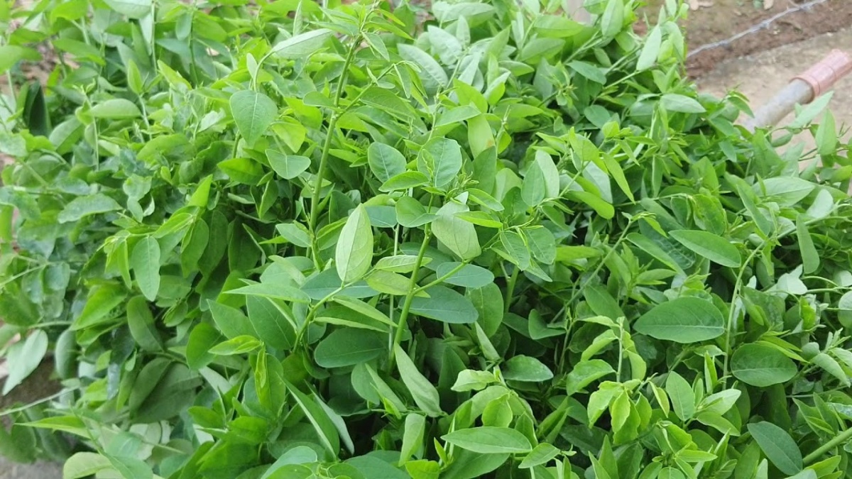 Loại rau bán khắp chợ Việt, giá từ 5.000 đồng/bó mà chứa sắt nhiều gấp 7 lần thịt bò