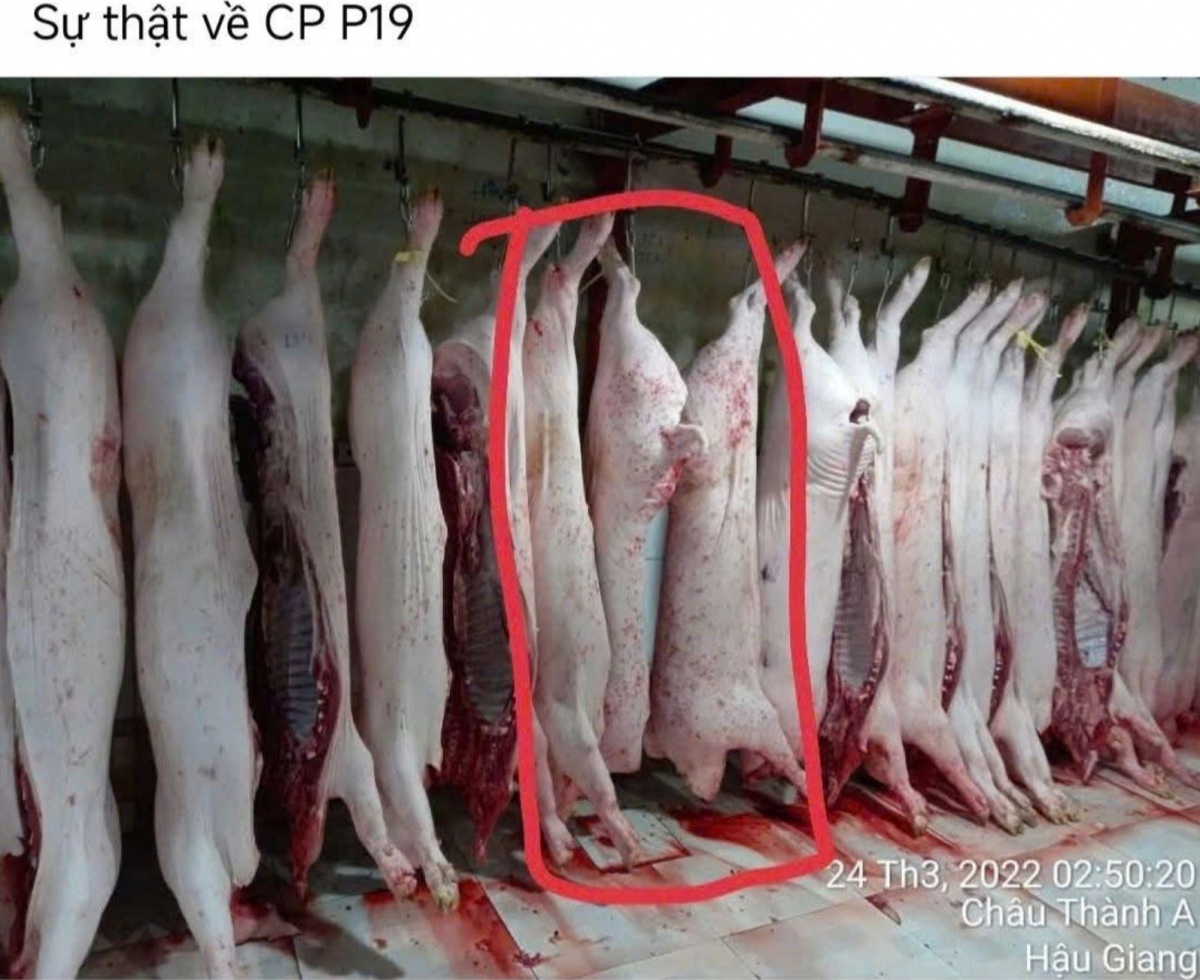 Vụ C.P. Việt Nam bị tố cáo bán thịt heo bệnh: Bộ Công an chính thức vào cuộc