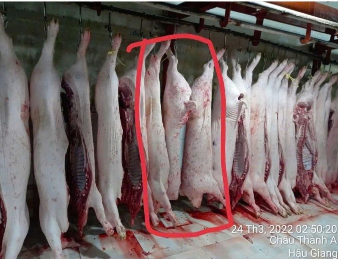 Vụ C.P. Việt Nam bị tố cáo bán thịt heo bệnh: Bộ Công an chính thức vào cuộc
