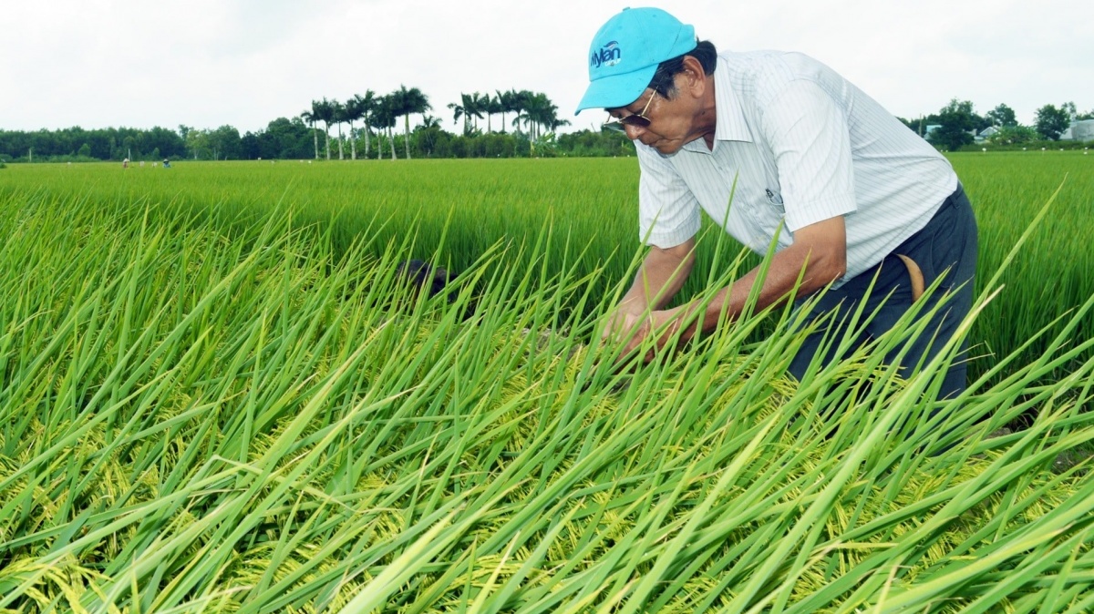‘Cha đẻ’ gạo ngon nhất thế giới ST25 ‘mách nước’ cho gần 2.000 hộ dân làm nông theo mô hình truyền thống, dễ chăm lại rất được giá
