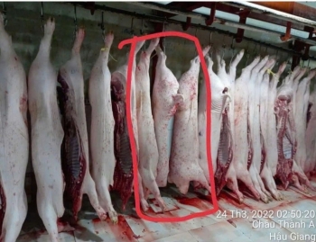 Vụ C.P. Việt Nam bị tố cáo bán thịt heo bệnh: Bộ Công an chính thức vào cuộc