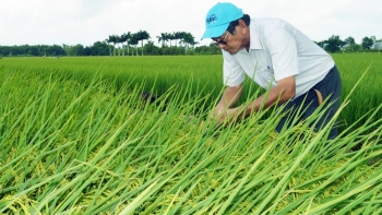 ‘Cha đẻ’ gạo ngon nhất thế giới ST25 ‘mách nước’ cho gần 2.000 hộ dân làm nông theo mô hình truyền thống, dễ chăm lại rất được giá
