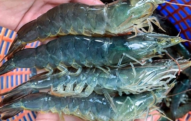 Hơn 20 doanh nghiệp ngành tôm Việt bất ngờ bị Mỹ áp thuế chống bán phá giá tới 35,29%, duy nhất 1 trường hợp hưởng mức 0%