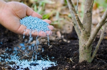 Tăng giá gấp đôi trong 6 tháng, DAP trở thành 'vàng đen' của ngành nông nghiệp?